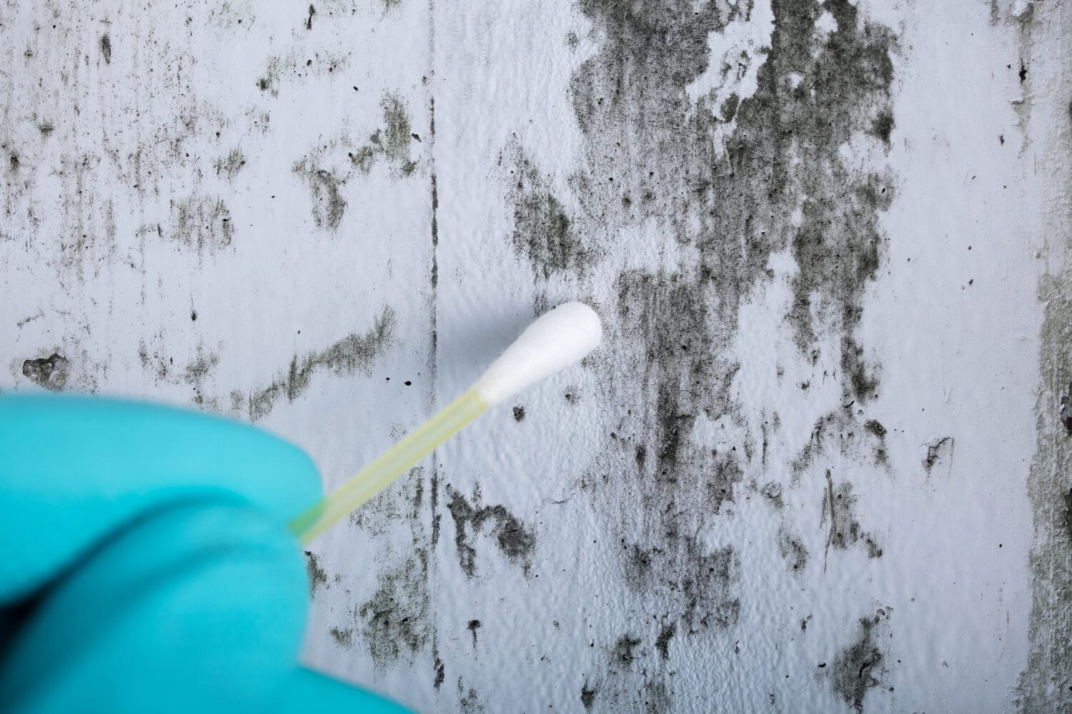 Mold on wall of home being tested with a Q-Tip